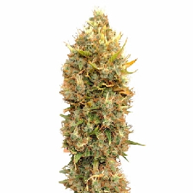 Masterkush CBG > CBD+ Buds